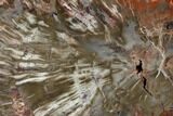 Polished Petrified Wood (Araucaria) Round - Arizona #149913-1